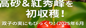 さくらんぼレポ