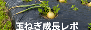 玉ねぎ