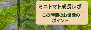 ミニトマトレポ