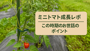 ミニトマトレポ