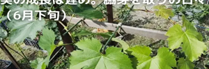 ぶどう