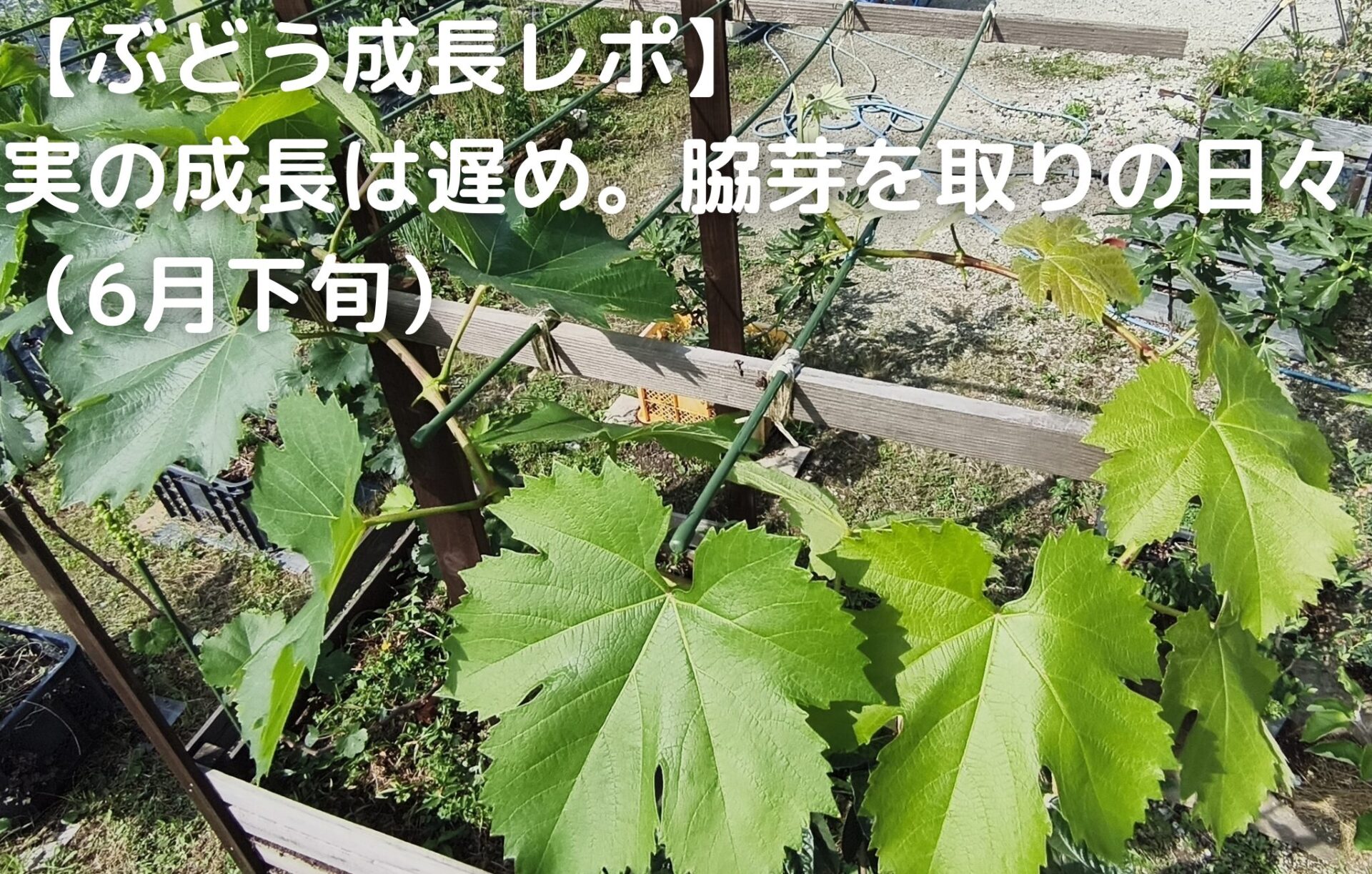 ぶどう