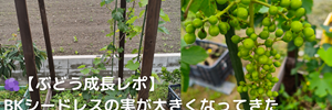 ぶどう