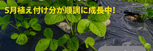 えだまめ