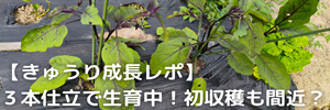 ナス