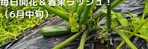 ズッキーニ