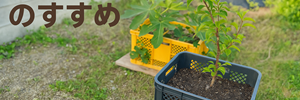 コンテナ栽培