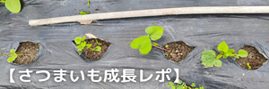 さつまいも