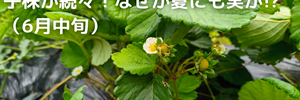 いちご