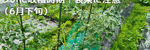 ミニトマト