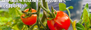 ミニトマト