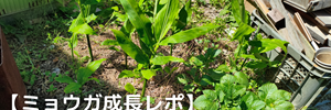 ミョウガ