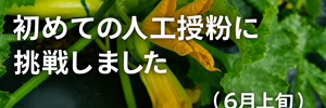 ズッキーニ