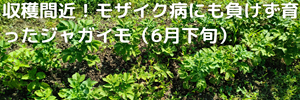 じゃがいも