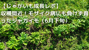 じゃがいも