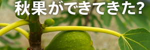 いちじくレポ
