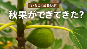 いちじくレポ