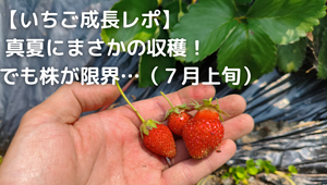いちご