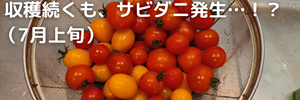 ミニトマト