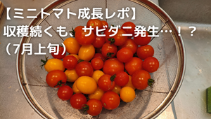 ミニトマト