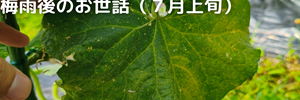 きゅうり