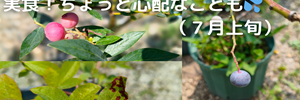 ブルーベリー