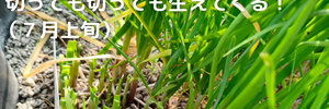 ニラ