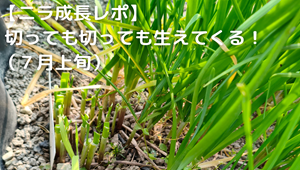 ニラ