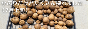 じゃがいも