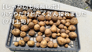 じゃがいも