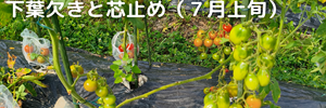 ミニトマト
