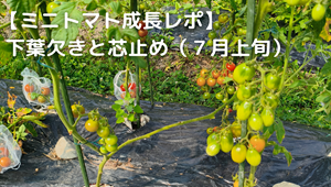 ミニトマト