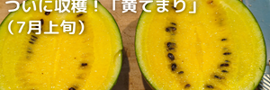 小玉スイカ