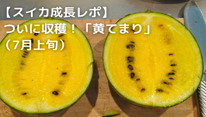 小玉スイカ