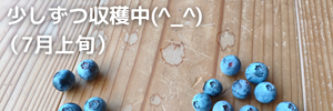 ブルーベリー