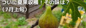 いちじく