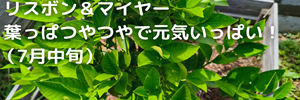 レモン
