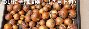 玉ねぎ