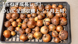 玉ねぎ