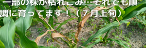 とうもろこし