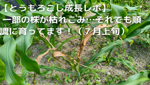 とうもろこし