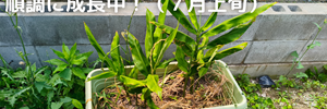 ミョウガ
