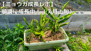 ミョウガ
